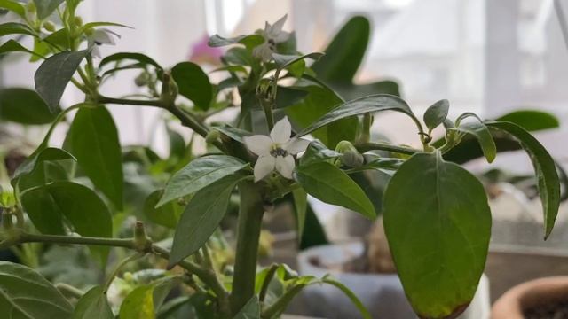 Зимний уход за перцем. Школа продвинутого садовода смотреть онлайн