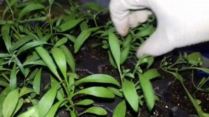 СРОЧНО ПРИЩИПНИТЕ АЛИССУМ ДЛЯ ПЫШНОСТИ ТАКИМ СПОСОБОМ.