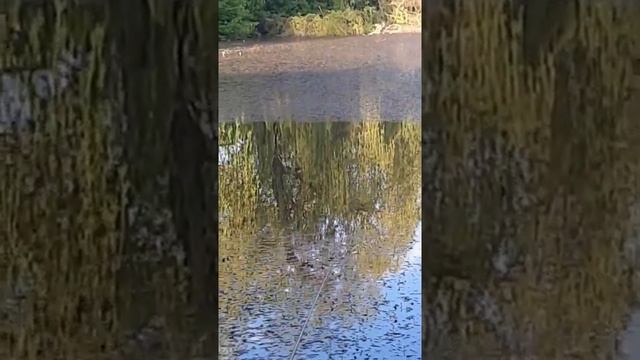 Рыбалка на карася смотреть онлайн