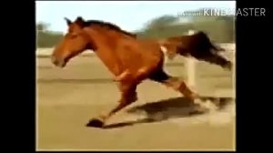 Retarded Running Horse-Конь с двумя ногами Часовая версия