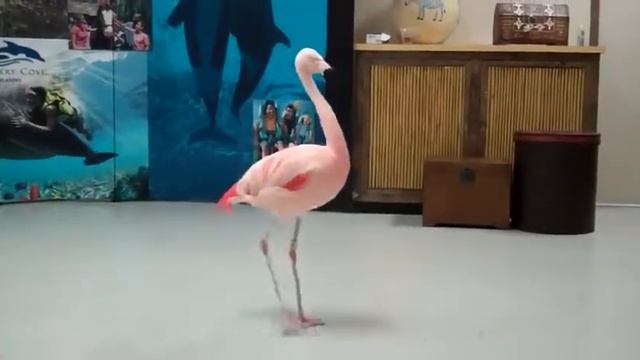 Dancing Flamingo Animal Videos смотреть онлайн