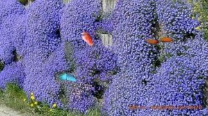 Обриета обыкновенная Каскад Блю ? обзор: как сажать, саженцы обриеты Каскад Блю