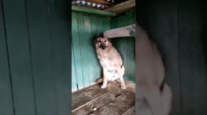 Как одеть ошейник на испуганную и кусачую собаку: лайфак от волонтеров