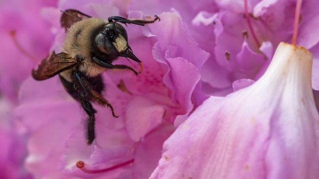 Amazing Vintage Macro Lens!!