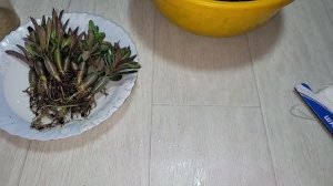 АДЕНИУМ 1,5 месяца на фитильном поливе, обрезка макушки, корней для толстого каудекса быстрого рост