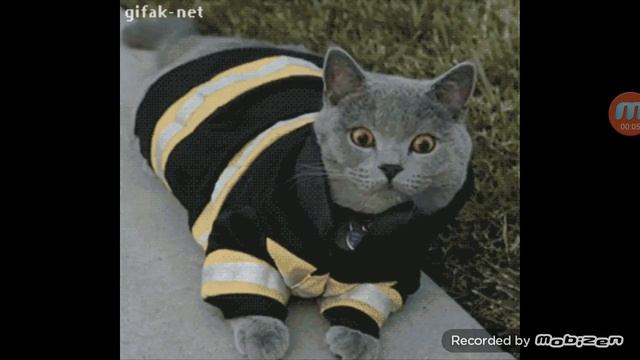 Просто Смешной Гиф)