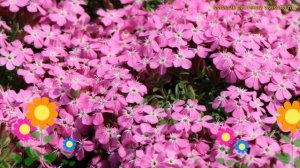 Мыльнянка базиликолистная. Краткий обзор, описание характеристик saponaria ocymoides Bressingham