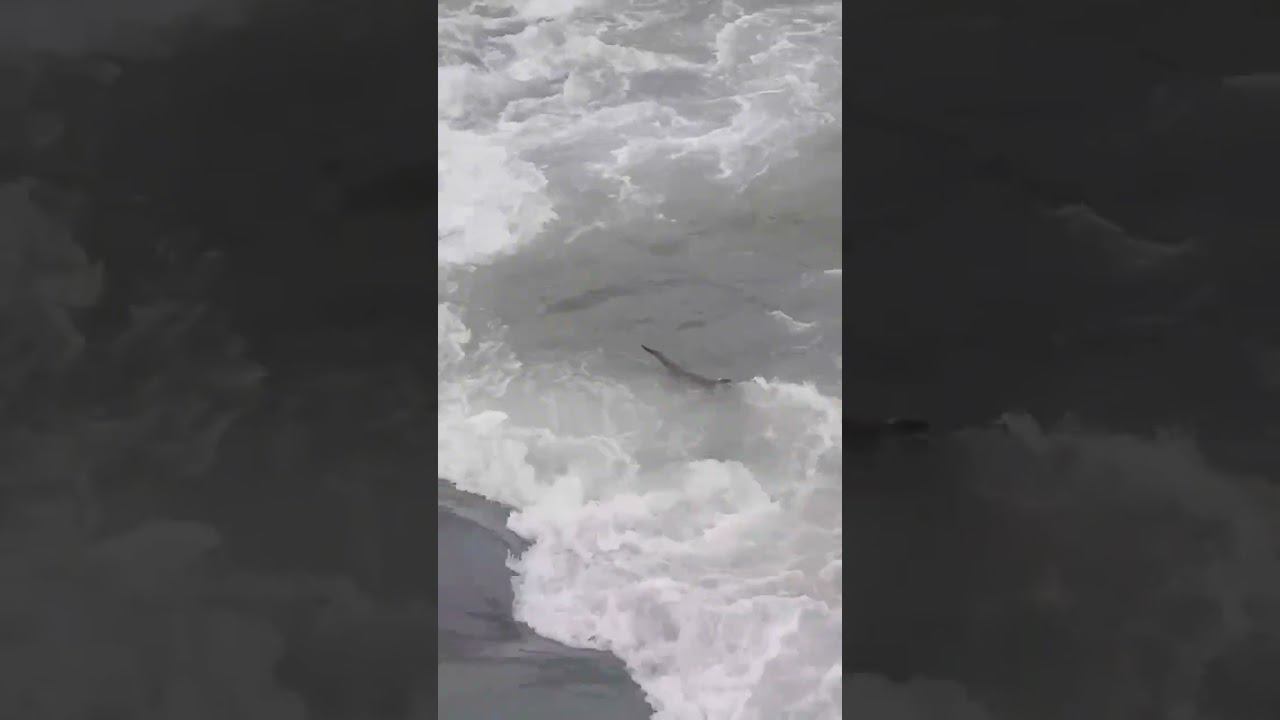 В реке Сочи заметили выдру.Откуда она и как попала в реку не известно.Не путать с нутрией! #shorts смотреть онлайн