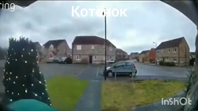 Кот мяукает в камеру, но по разному смотреть онлайн