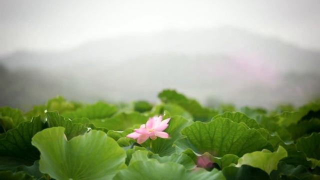 ♬Prelude No.10 + 피어나는 백련(Blooming white lotus) [Healing leaf Cinema 풀꽃처럼 - Lotus Healing(연꽃힐링)] смотреть онлайн