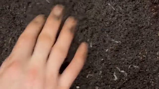 2ой день выманивания малька червя Дендробена смотреть онлайн