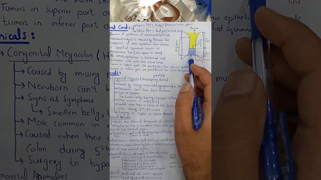 HindGut | GIT Development | Part 5 смотреть онлайн