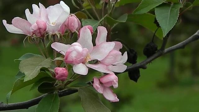 Malus Red Obelisk смотреть онлайн