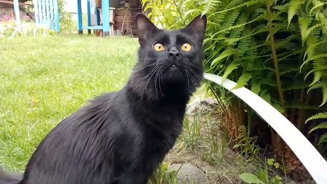 Счастливый кот на выгуле funny cat смотреть онлайн