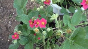 Завязывание ягоды на землянике Тоскана и Роман