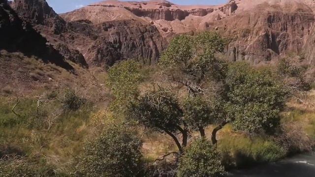 Животный мир гор Казахстана / О книге смотреть онлайн