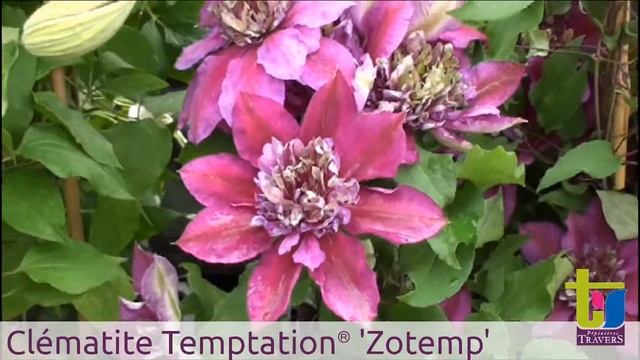 clematite Temptation® 'Zotemp' - Pépinières TRAVERS - Spécialiste des plantes grimpantes смотреть онлайн