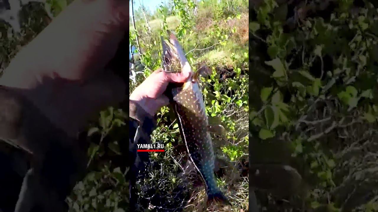 по болотам в поисках щуки.рыбалка на Ямале. смотреть онлайн
