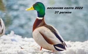 Весенняя охота с подсадной 2022. весенняя охота на селезня с подсадной