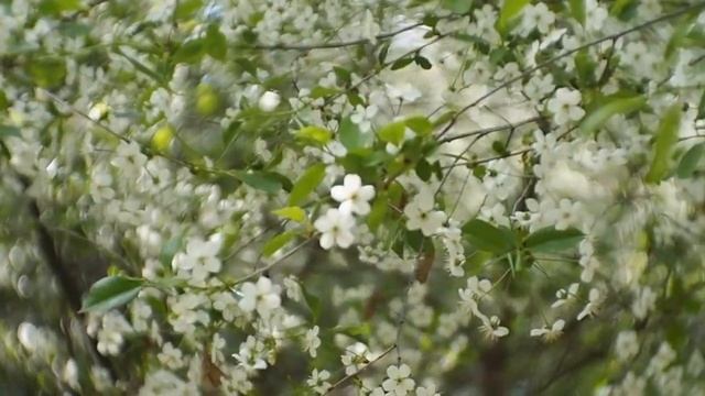 Улица Корсакова весной (2016) Olympus Pen E-Pl7 + Fujian 35mm 1.7 CCTV Lens смотреть онлайн