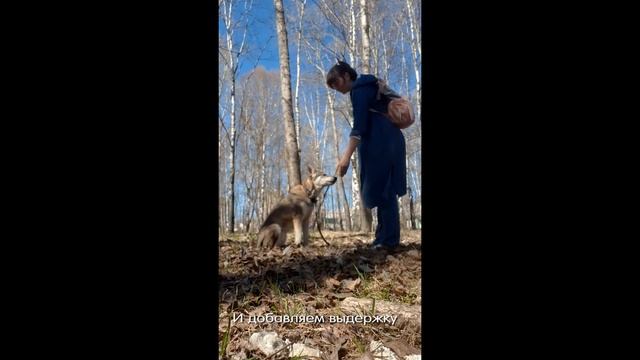 Дрессировка собак Оксана смотреть онлайн