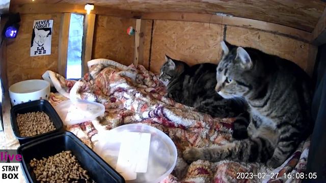Rain returns - Stray Cat Quick Live Cam Check In - Sleepy day -Cat pile up - 3hrs смотреть онлайн