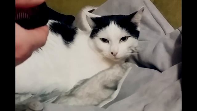Кот и расческа (реакция кота на звук расчески) смотреть онлайн