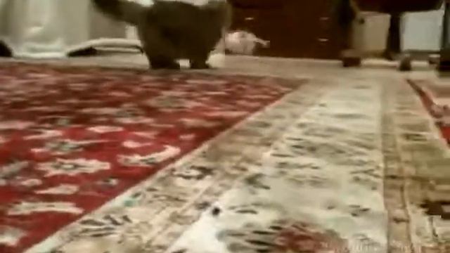 Маленькая собачка достает кота.mp4 смотреть онлайн