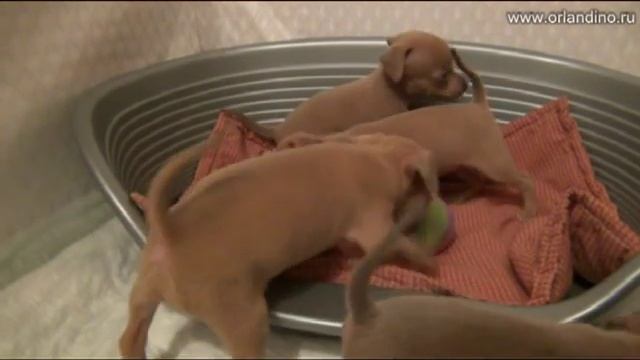 щенки той терьера, 4 нед. Питомник Орландино / russkiy toy puppies смотреть онлайн