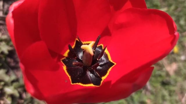 КРАСНЫЙ ТЮЛЬПАН — видео цветение, весна 2020