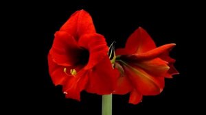 Jazzdauren - Я подарю вам ландыши (Дарите Женщинам Цветы)