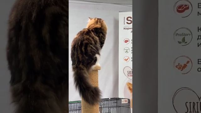 Сибирский кот Корунд. Выставка в г. Волгограде. 25.09.2022г.WCFринг. смотреть онлайн