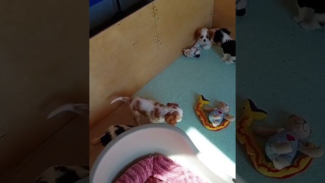 Щенки Кавалер кинг чарльз спаниель. Питомник 