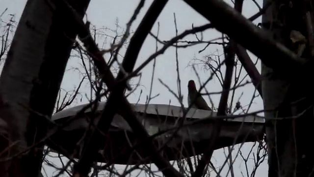 Дятел молотобоец. смотреть онлайн