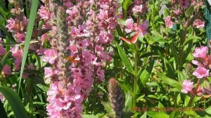 Дербенник иволистный Блаш (lythrum salicaria) ? Блаш обзор: как сажать, саженцы дербенника Блаш