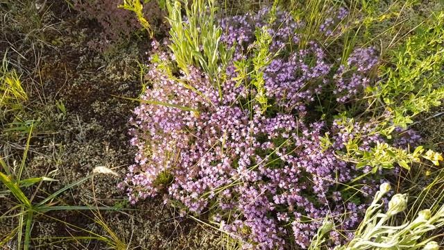 Тимья́н (чабрец) Thymus L., смотреть онлайн