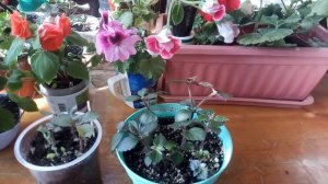 Прищипка Ахименеса.Когда и как.