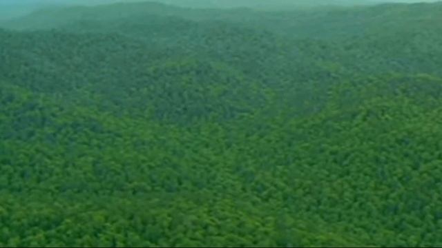 Семь самых уникальных лесов в России /Леса России /Seven of the most unique forests in Russia/Росси смотреть онлайн