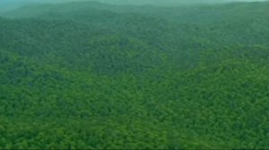 Семь самых уникальных лесов в России /Леса России /Seven of the most unique forests in Russia/Росси