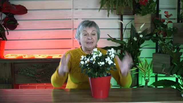 Комнатное цветоводство с Хитсад