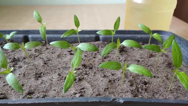 ВРЕМЯ ПОДКОРМИТЬ РАССАДУ🌱🌱🌱 смотреть онлайн
