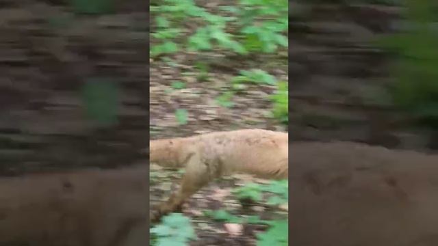 Лисенок Алисы (играет после ужина)#animals#лиса#лисенок#fox смотреть онлайн