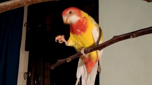 Rosella Parrot Eats A Carrot Holding It In Her Hand. Попугай розелла ест морковь, держа её в лапе.