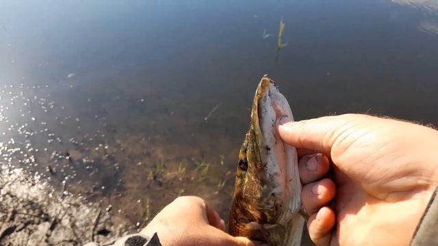 ОТКРЫТИЕ СЕЗОНА 2023 ЩУКА на СПИННИНГ смотреть онлайн