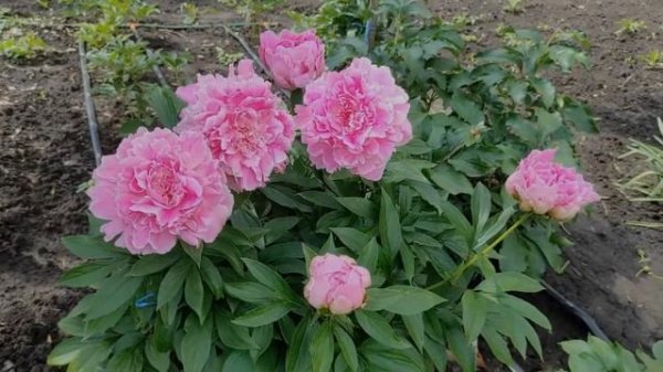 Пион  Светлана Удинцева