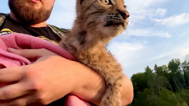 Спасённый рысёнок Тимка ВЫШЕЛ НА ПРОГУЛКУ! Радуется жизни. / ПАРК ЛЬВОВ ЗЕМЛЯ ПРАЙДА МОСКВА смотреть онлайн