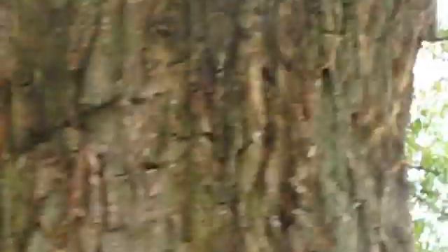 Белки Канады. CANADA, TORONTO, HIGH PARK смотреть онлайн