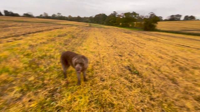 Richard Allen's arrest proves 1 thing | Debbie Collier's son's video | 1st sighting of Don Wells??? смотреть онлайн