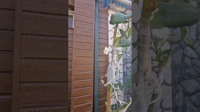 пайванди гули садбарг дар навдаи ХУЧ. смотреть онлайн