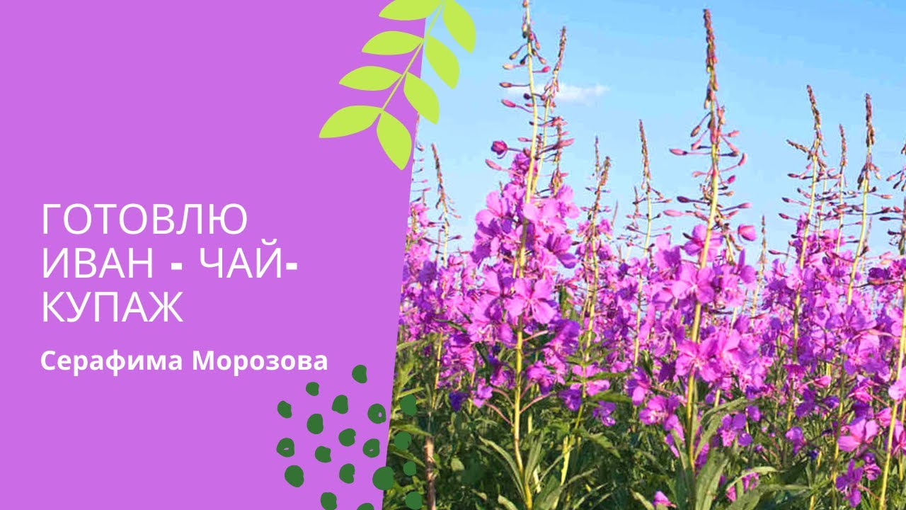 Готовлю чай из кипрея..mp4 смотреть онлайн